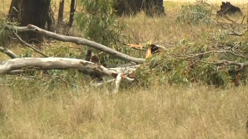 Fallen trees in the area. 