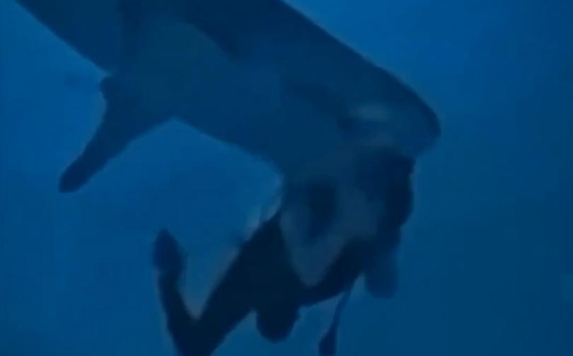 The woman grapples with the shark before breaking free.