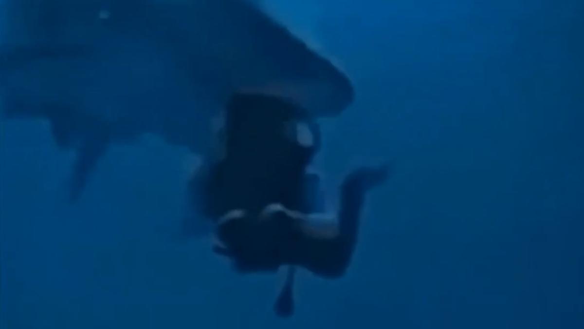 Shocking video shows shark trying to bite diver’s head off