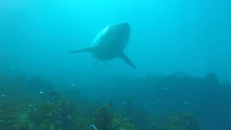 The man was attacked off the coast of Queensland.