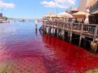 The Sydney Harbour has turned bright red, with the cause currently unknown.