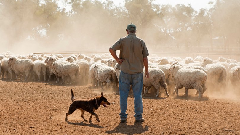 A search for someone to advocate for its live sheep export ban was launched this week.
