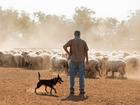 A search for someone to advocate for its live sheep export ban was launched this week. 