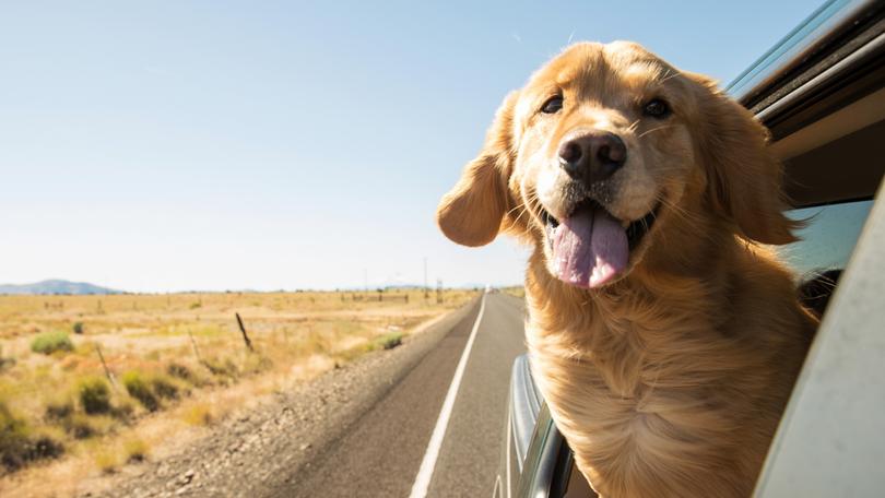 Nearly half of singles are seeking a ‘golden retriever type’ person in 2025, according to Tinder’s end-of-year report.