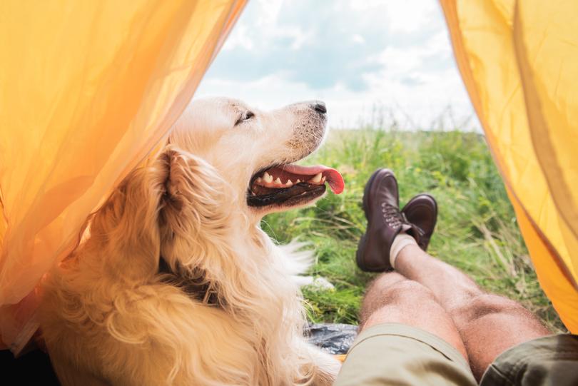 Stepping out of their comfort zone isn’t scary or boring for a ‘golden retriever’ type person. 