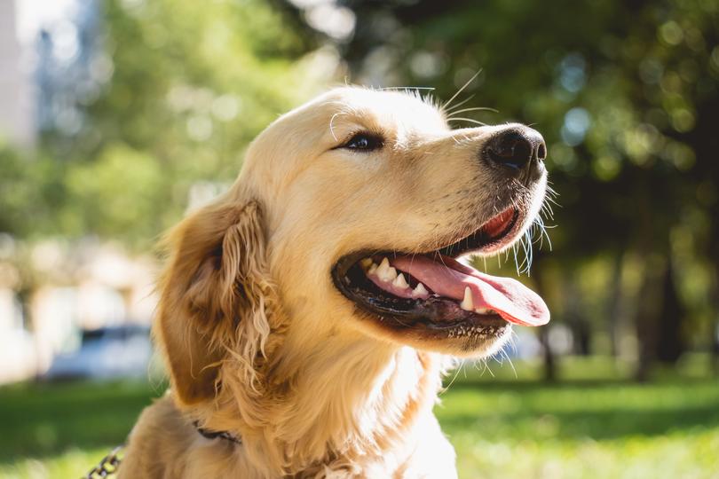 Nearly half of singles are seeking a ‘golden retriever type’ person in 2025, according to Tinder’s end-of-year report. 