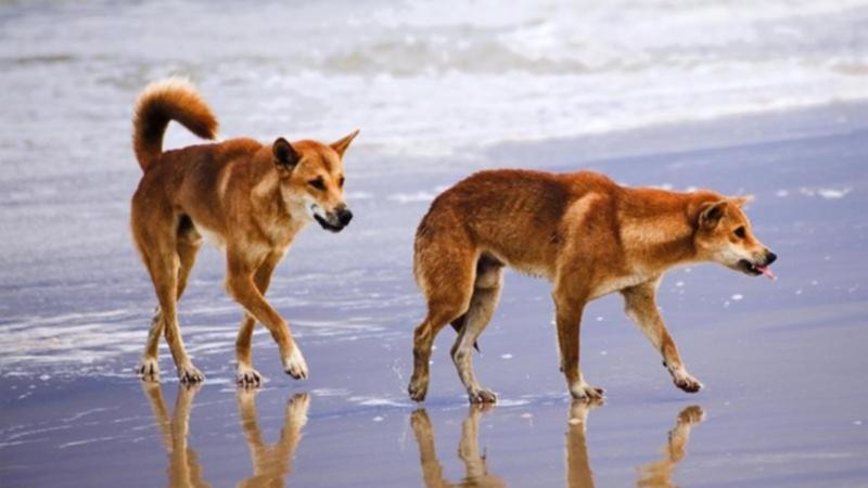 Dingoes on Fraser Island/K'gari (file image)