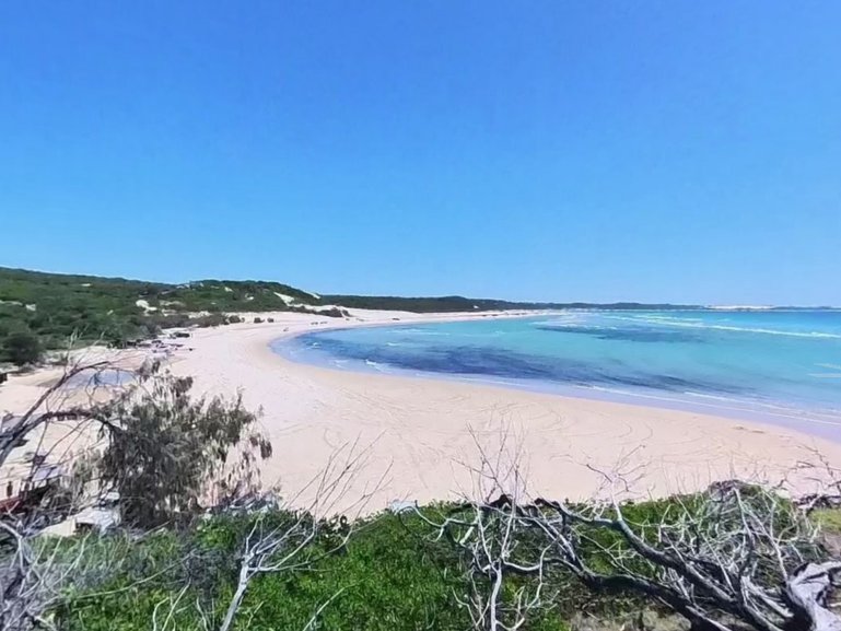 A woman was caught on dashcam giving food to a young dingo at an island tourist destination.