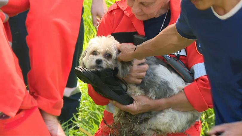 Dickson's dog Jess has been taken to a local vet.