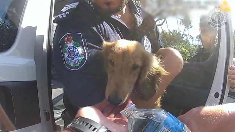 Coolangatta police officers rescue Duppy the miniature dachshund from a hot car.