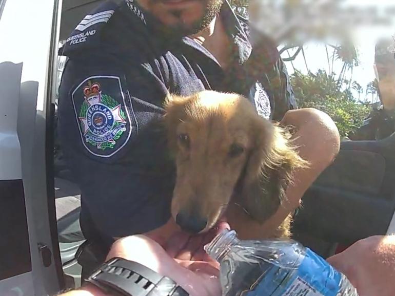 Coolangatta police officers rescue Duppy the miniature dachshund from a hot car.