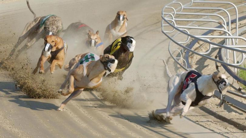 New Zealand is one of a handful of countries which still allows greyhound racing.