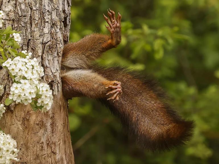 “Stuck squirrel“.