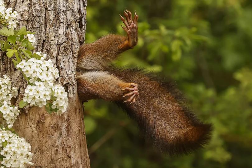 Milko Marchetti took this picture “Stuck squirrel“ on April 23, 2022, in the “Podere Pantaleone” park in Bagnacavallo, Ravenna, Italy.