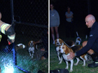 Two dogs have been rescued from a reservoir in Melbourne, after they were spotted by a family on an evening walk.