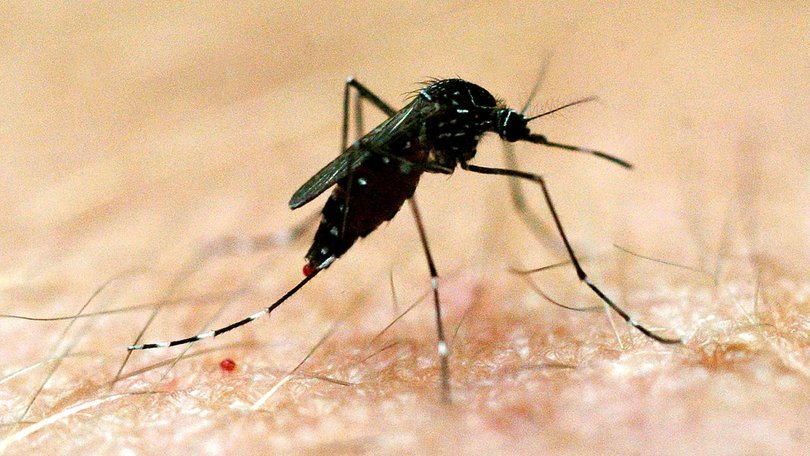 Health officials have issued a warning after a wet week created ideal mosquito-breeding conditions. (Dave Hunt/AAP PHOTOS)