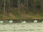 Parts of the River Torrens in Adelaide’s CBD have been temporarily closed after high levels of E.coli were detected in the water. 