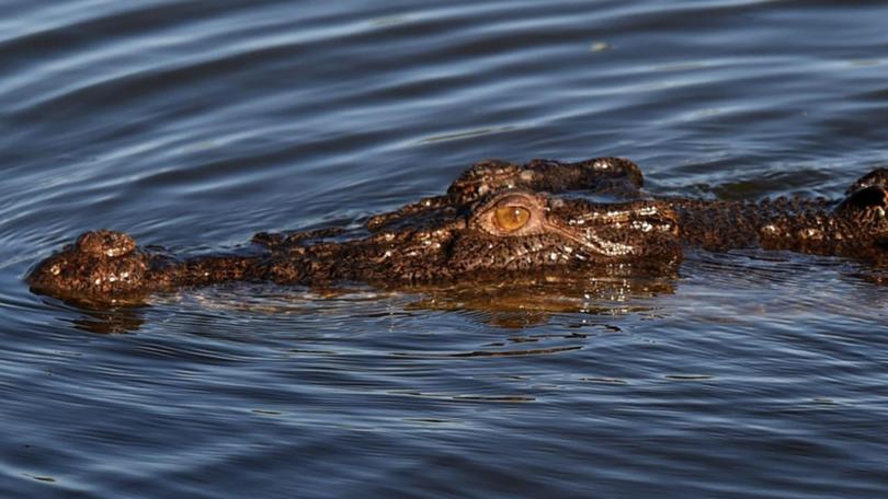 Crocodile numbers in the Northern Territory have raised concerns about safety at swimming holes. (Dean Lewins/AAP PHOTOS)