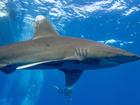 A Longimanus shark in waters near Marsa Alam, Egypt.