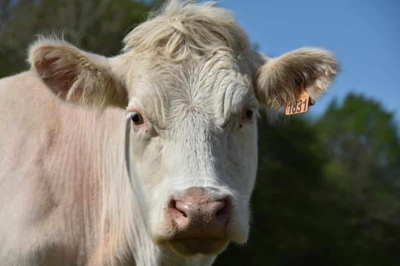 You can eat less meat without going full Tash Peterson and/or voting Greens.