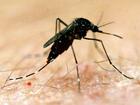 This summer's first case of Japanese encephalitis has been confirmed in a Victorian resident. (Dave Hunt/AAP PHOTOS)