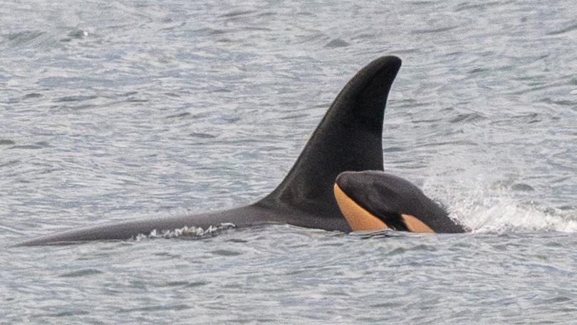 Tahlequah captured the world’s attention in 2018 when she reportedly spent weeks keeping her dead calf with her as she traversed the ocean.