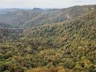 Human remains found in Springbrook National Park