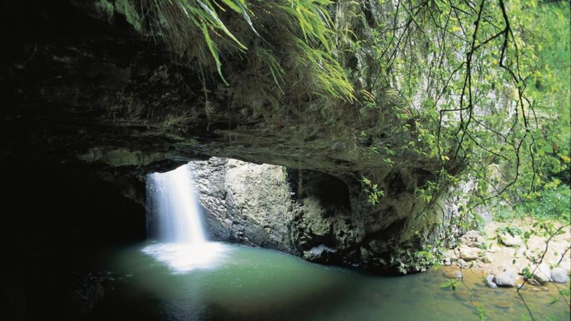 Bones, which could be human, have been found at the popular Springbrook National Park in Queensland. (HANDOUT/TOURISM QUEENSLAND)