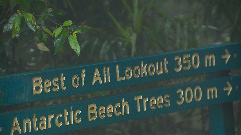 The discovery was made near Best of All Lookout in Springbrook National Park.