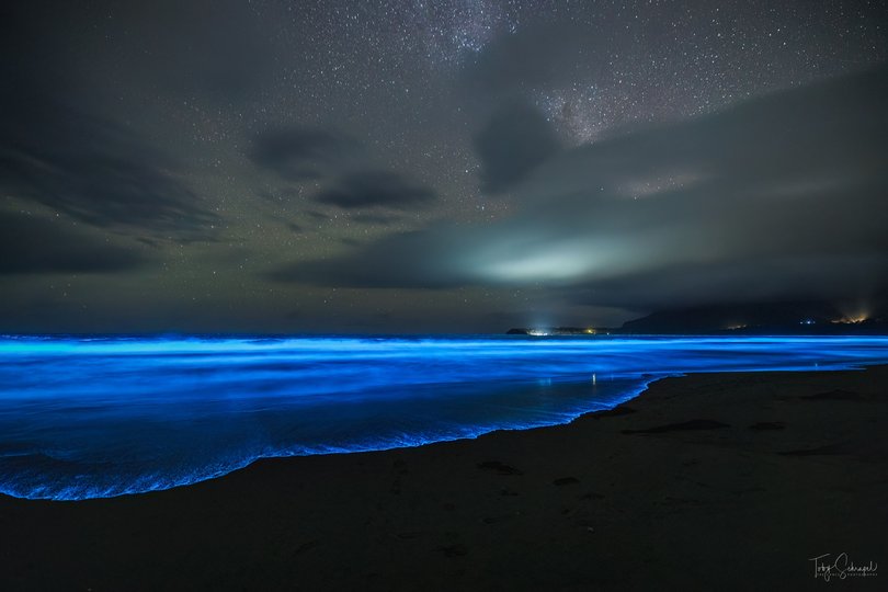 UNSW marine biologist Professor Iain Suthers said bioluminescence bloom can be unpredictable. 