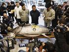 A bluefin tuna which fetched at 207 million yen (AUD $2 million) at the first auction of the year, is displayed at Toyosu Market in Tokyo.