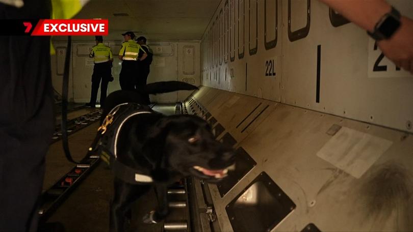 Sniffer dogs can find the smallest traces of drugs.