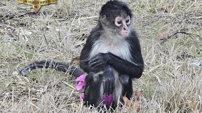 Police says the escaped spider monkey was brought in after "careful negotiations and some coaxing". (AP PHOTO)