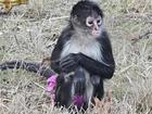 Police says the escaped spider monkey was brought in after "careful negotiations and some coaxing". (AP PHOTO)