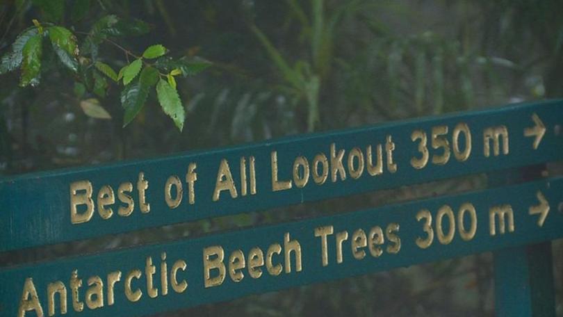 The discovery was made near Best of All Lookout in Springbrook National Park.