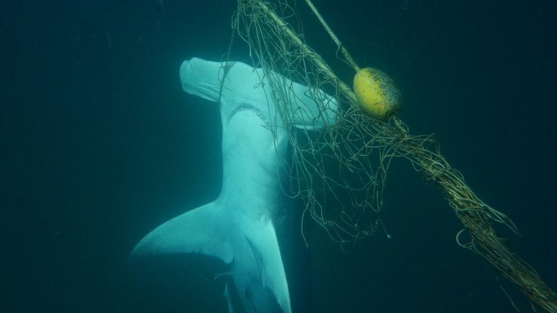 More beachside council areas are turning against shark nets as not the best way to protect swimmers. (HANDOUT/Sea Shepherd Australia)