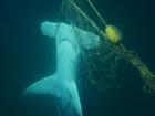 More beachside council areas are turning against shark nets as not the best way to protect swimmers. (HANDOUT/Sea Shepherd Australia)