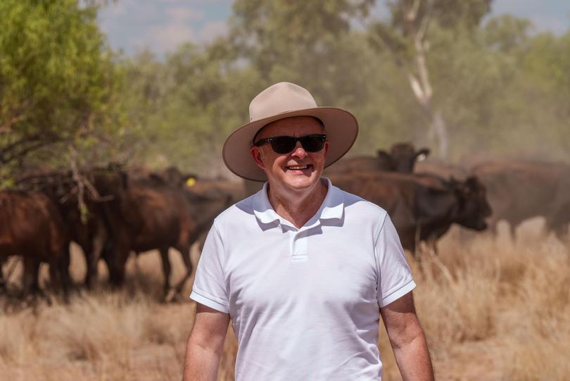 Prime Minister Anthony Albanese at the Lake Nash cattle ranch today.