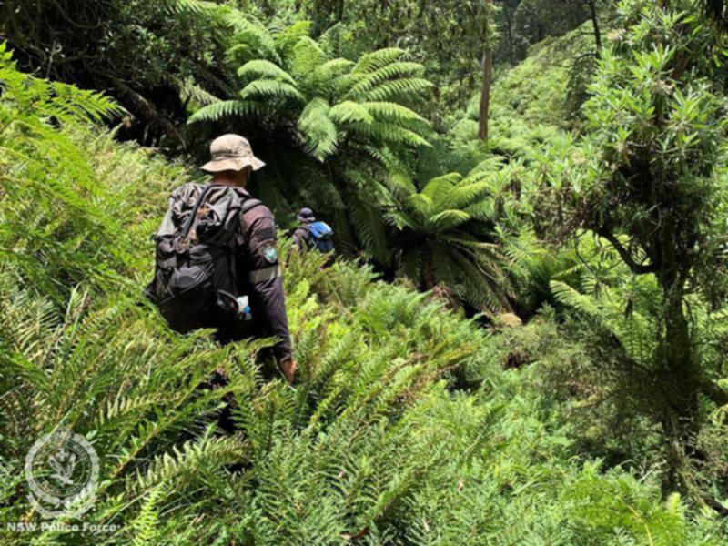 Police and the SES comb thick bushland in the search for Hadi Nazari. (HANDOUT/NSW POLICE)