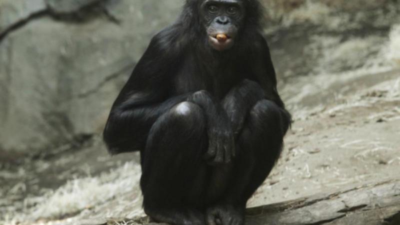 Bonobo monkeys at a Dutch zoo had an unexpected visit from a parachutist. (AP PHOTO)