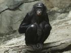 Bonobo monkeys at a Dutch zoo had an unexpected visit from a parachutist. (AP PHOTO)