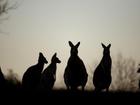 Joey Pace has denied all charges against him after 98 kangaroos were found dead on an army base. (Mick Tsikas/AAP PHOTOS)