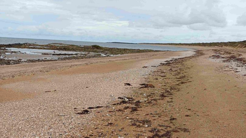 Part of the fish kill near Gnoorea Point Campground.