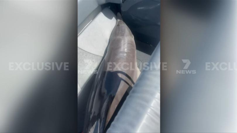 The dolphin had jumped through the front console before landing in the back of the boat.