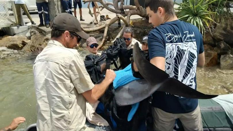 A dolphin has been rescued after jumping into a boat on North Stradbroke Island.