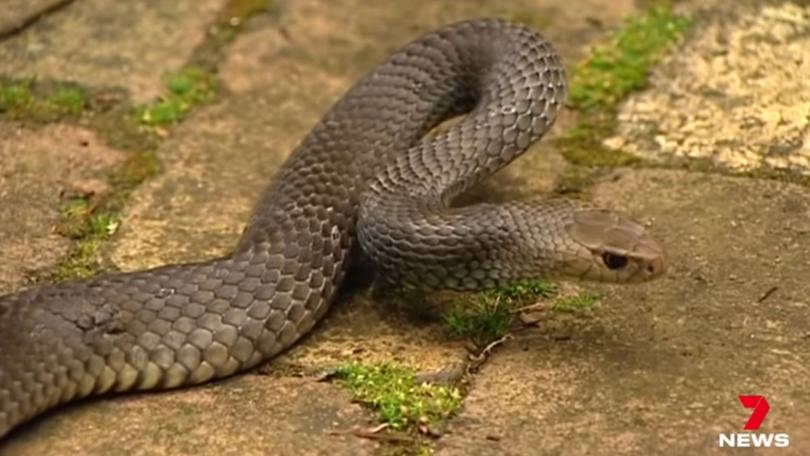 Snake bite incidents are on the rise as Queensland heats up.