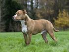 An inquest has been told American Staffordshire terriers were involved in a number of dog attacks.