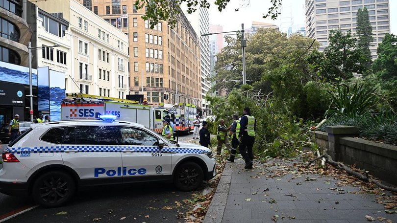 Two people were injured when a large tree fell at Hyde Park in central Sydney. 