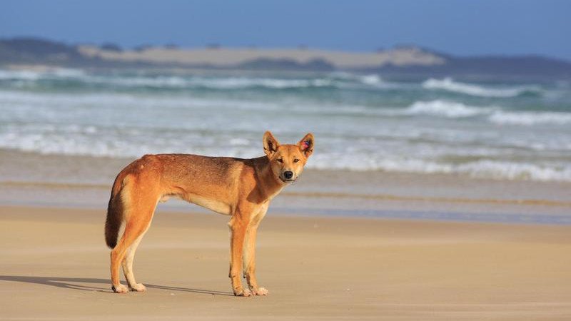 A toddler has been bitten on the leg by a dingo at a popular tourist destination in Queensland.