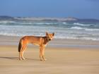 A toddler has been bitten on the leg by a dingo at a popular tourist destination in Queensland. 